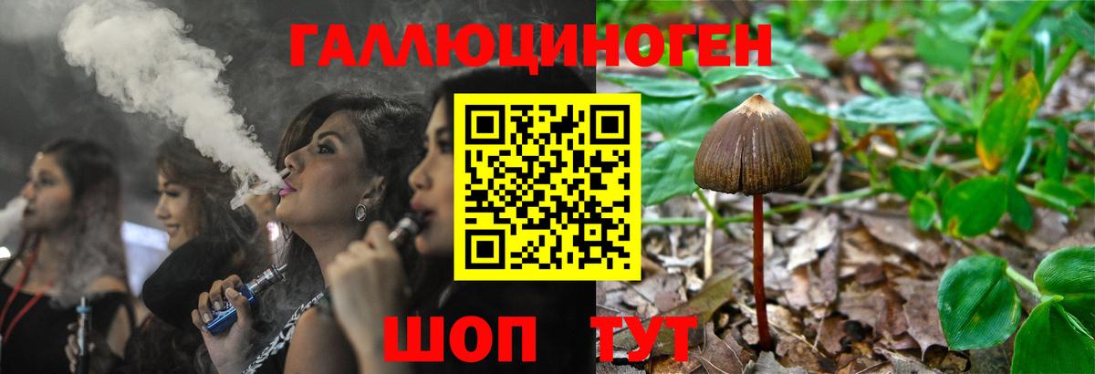 Галлюциногенные грибы Psilocybe Ленинск-Кузнецкий
